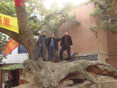 紫砂壶图片：与同学留影于千年古树 - 宜兴紫砂壶网