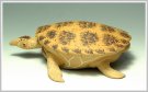 紫砂壶图片：黄金海龟 精细如生 - 宜兴紫砂壶网