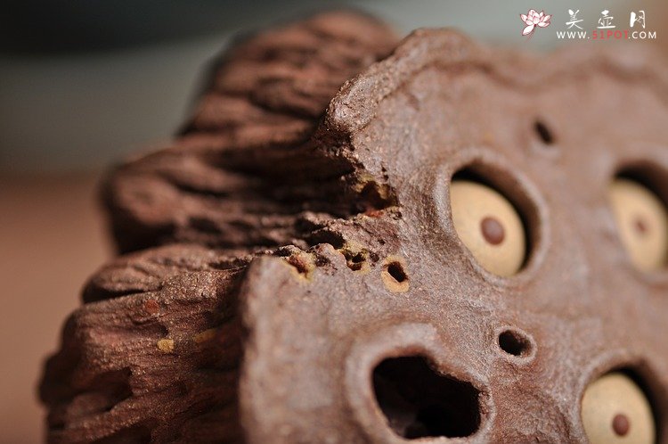 紫砂壶图片：《心心相莲》第三代作品——枯莲蓬茶宠 段泥 - 宜兴紫砂壶网