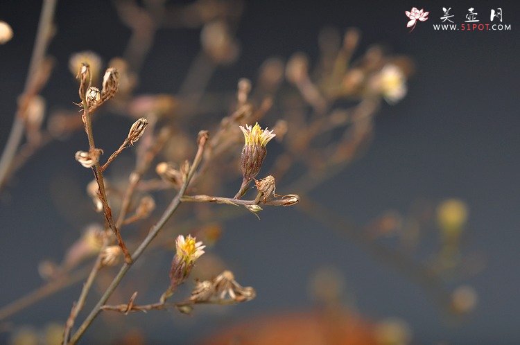 紫砂壶图片：文雅之器 散氏盘铭文 花樽一对 精心力作 - 宜兴紫砂壶网