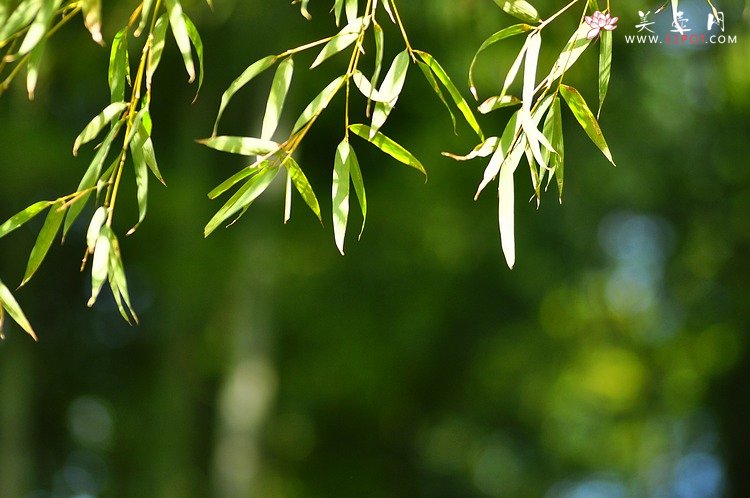 紫砂壶图片：竹节笔筒 张听刚装饰 文雅秀气 居不可无竹~ - 宜兴紫砂壶网