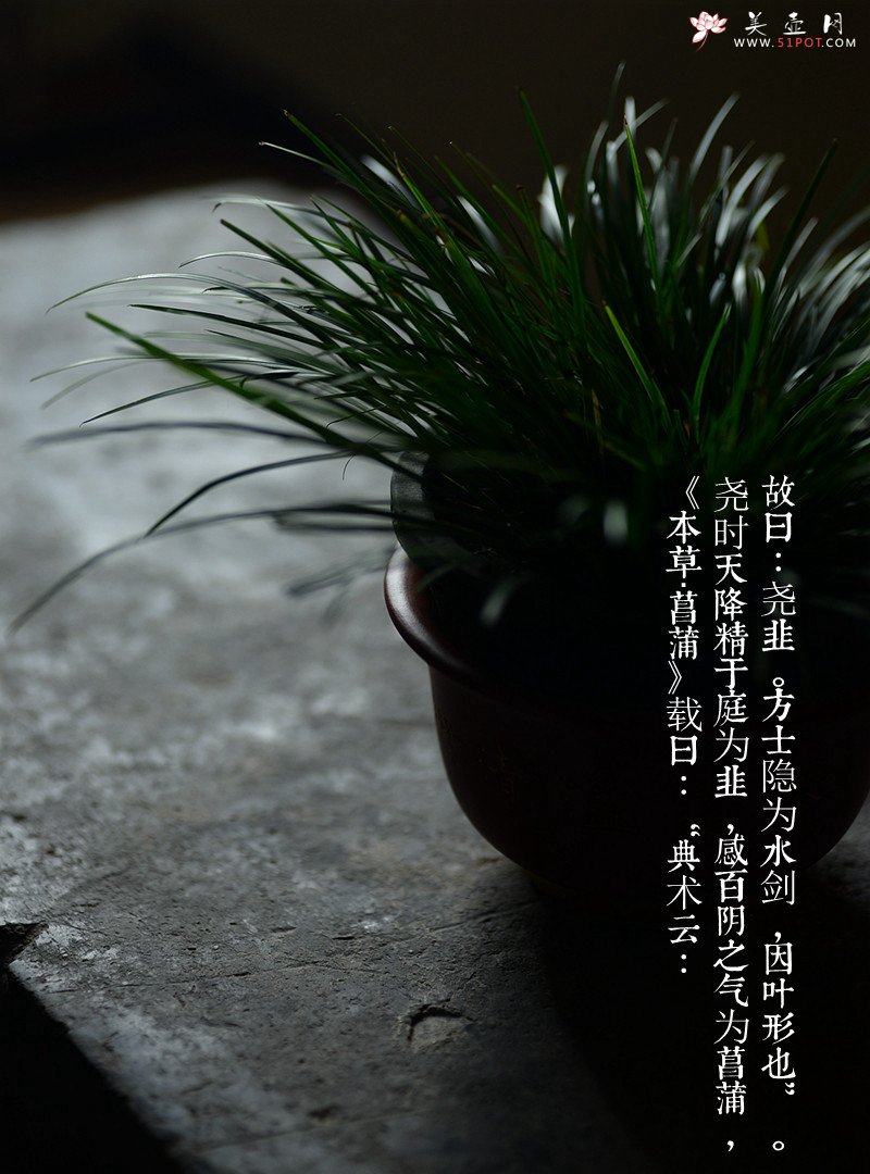 紫砂壶图片：精工佳作 段泥粉朱泥浆 花草四雅之菖蒲花盆 - 宜兴紫砂壶网