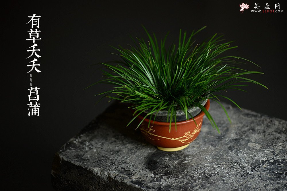 紫砂壶图片：精工佳作 段泥粉朱泥浆 花草四雅之菖蒲花盆 - 宜兴紫砂壶网