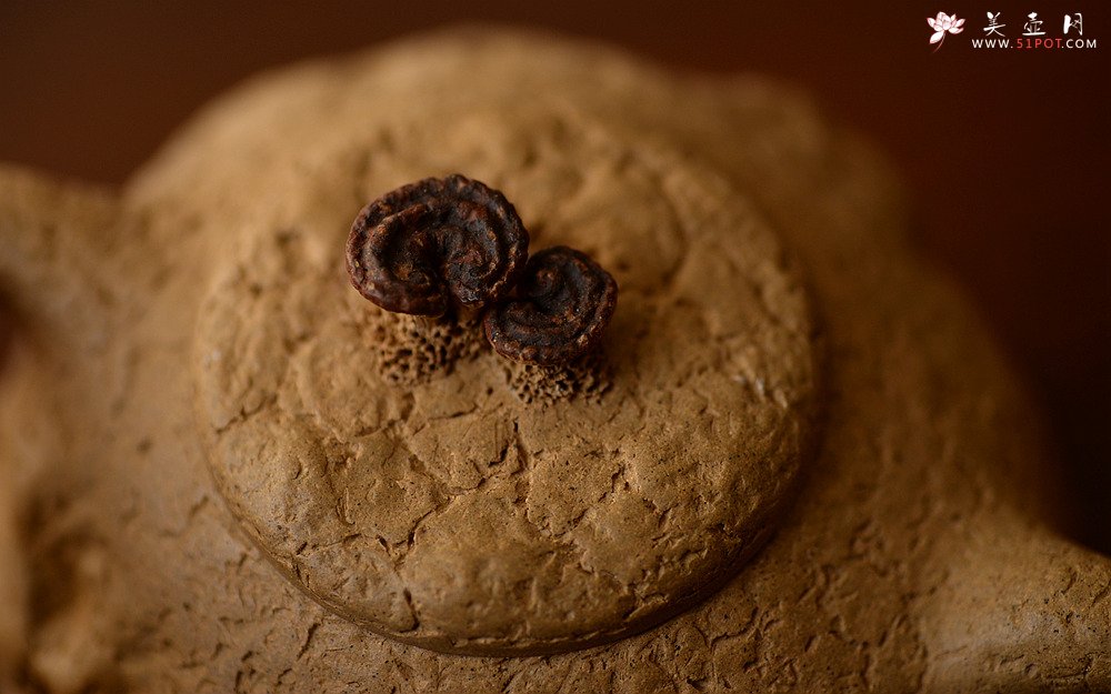 紫砂壶图片：全手薄胎灵芝瓜纽龚春 古朴之味 自然生动 - 宜兴紫砂壶网