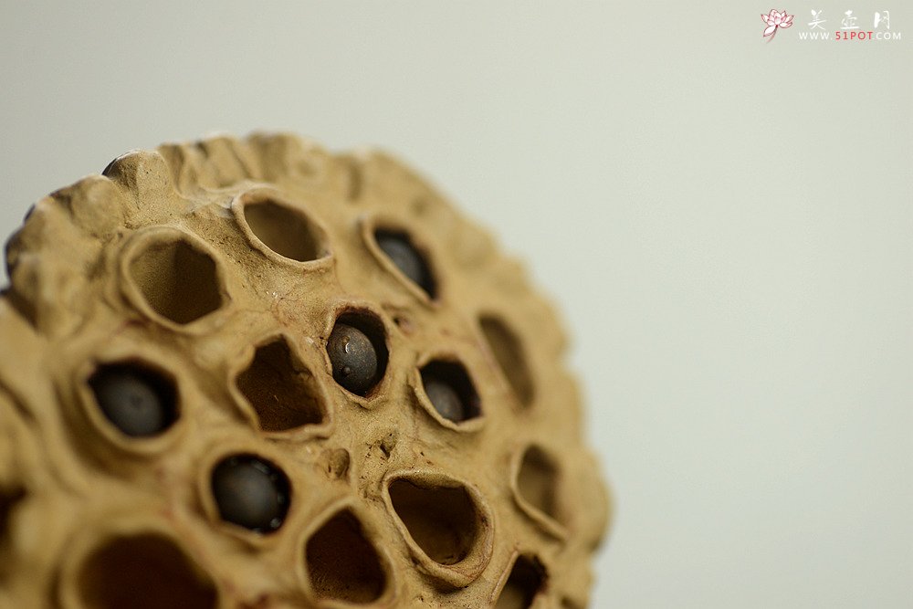 紫砂壶图片：刘秀作品 文雅茶宠 全手工精制 大莲蓬 - 宜兴紫砂壶网