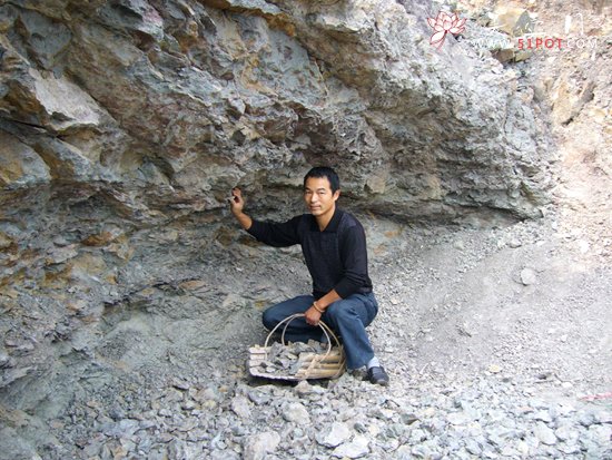 紫砂壶图片：黄龙山 - 宜兴紫砂壶网